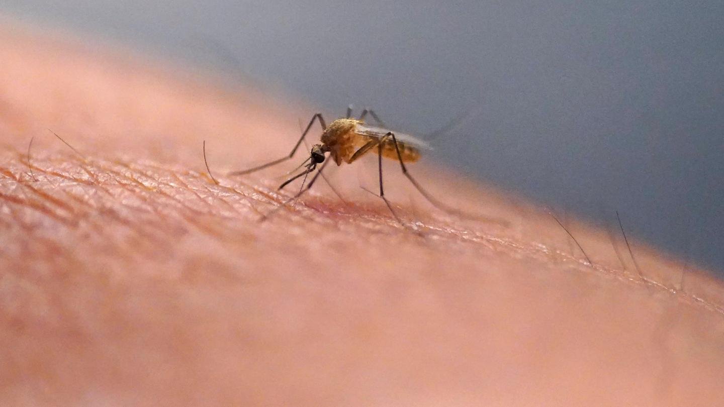China Reports Over 7,000 Chikungunya Cases in Guangdong Province, Sparks Public Concern