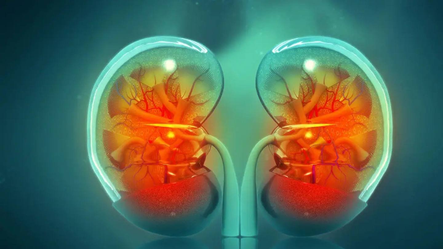Israeli Scientists Grow Lab-Made Kidneys That Survive for 34 Weeks