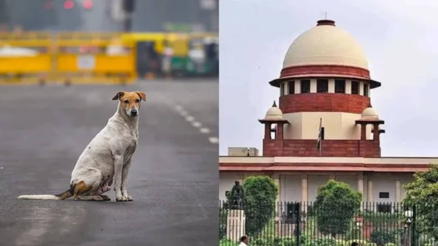 ‘Made Me Famous Across World’: Supreme Court Judge on Stray Dog Case