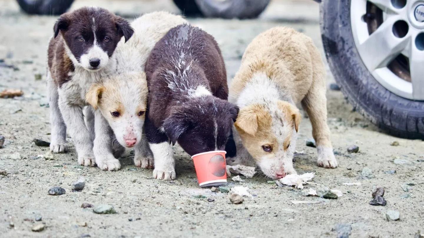 Supreme Court Orders Removal of Stray Dogs from Delhi-NCR Streets, Relocation to Shelters