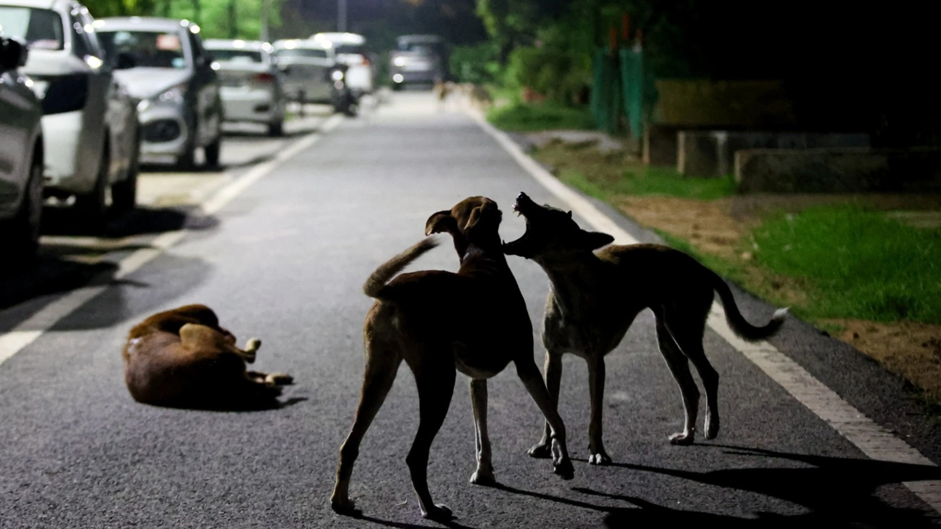 Delhi Civic Body Directs NGOs to Remove Aggressive Stray Dogs from Vulnerable Areas