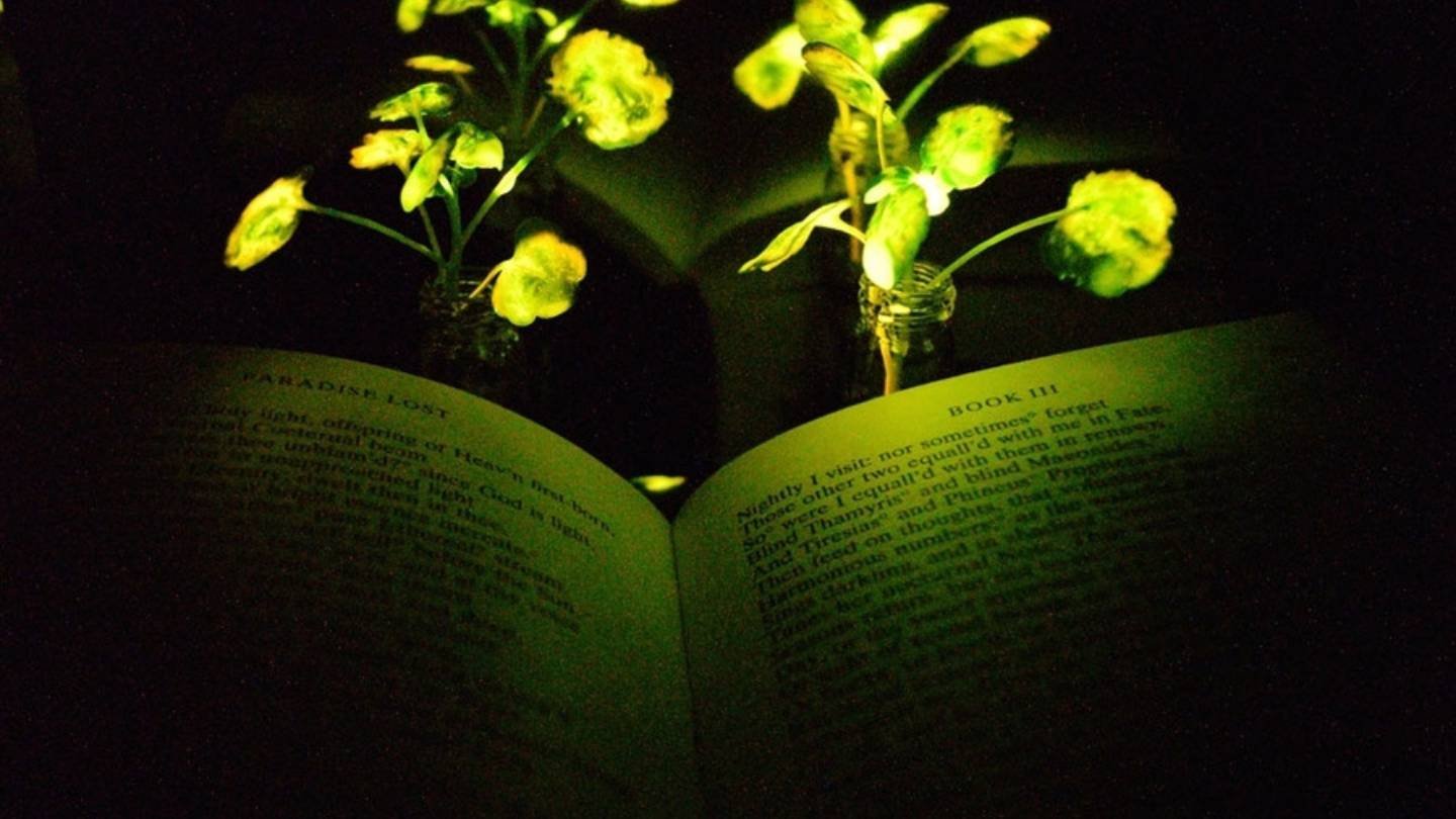Scientists Create ‘Avatar-Style’ Glowing Plants That May Soon Light Up Homes and Cities