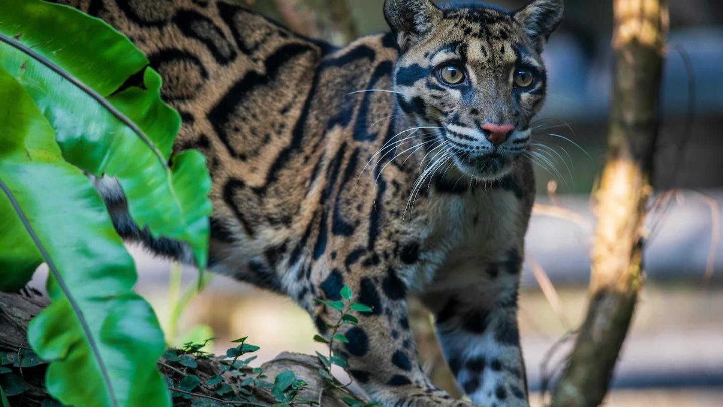 Rare Sighting: Elusive Clouded Leopard and Cubs Captured on Camera in Northeast India