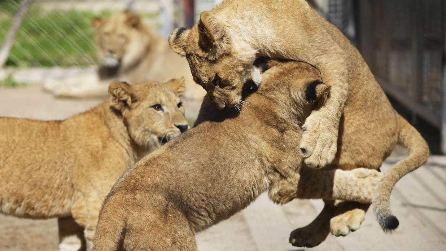 Zoo Welcomes Four Rare Barbary Lion Cubs, Sparking Hopes for Reintroduction