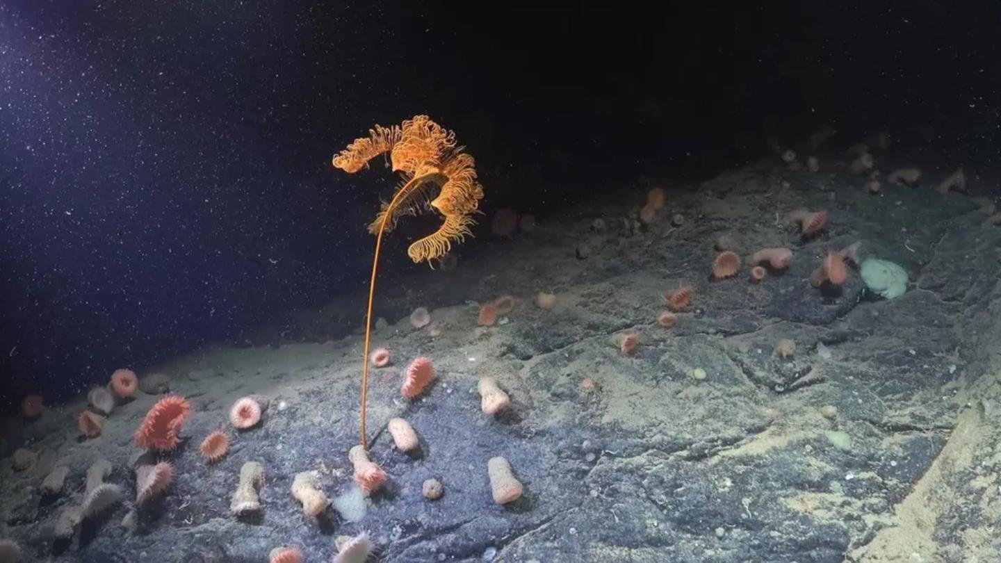 Researchers Uncover a Hidden World Flourishing Around a Massive Creature in the Ocean Depths