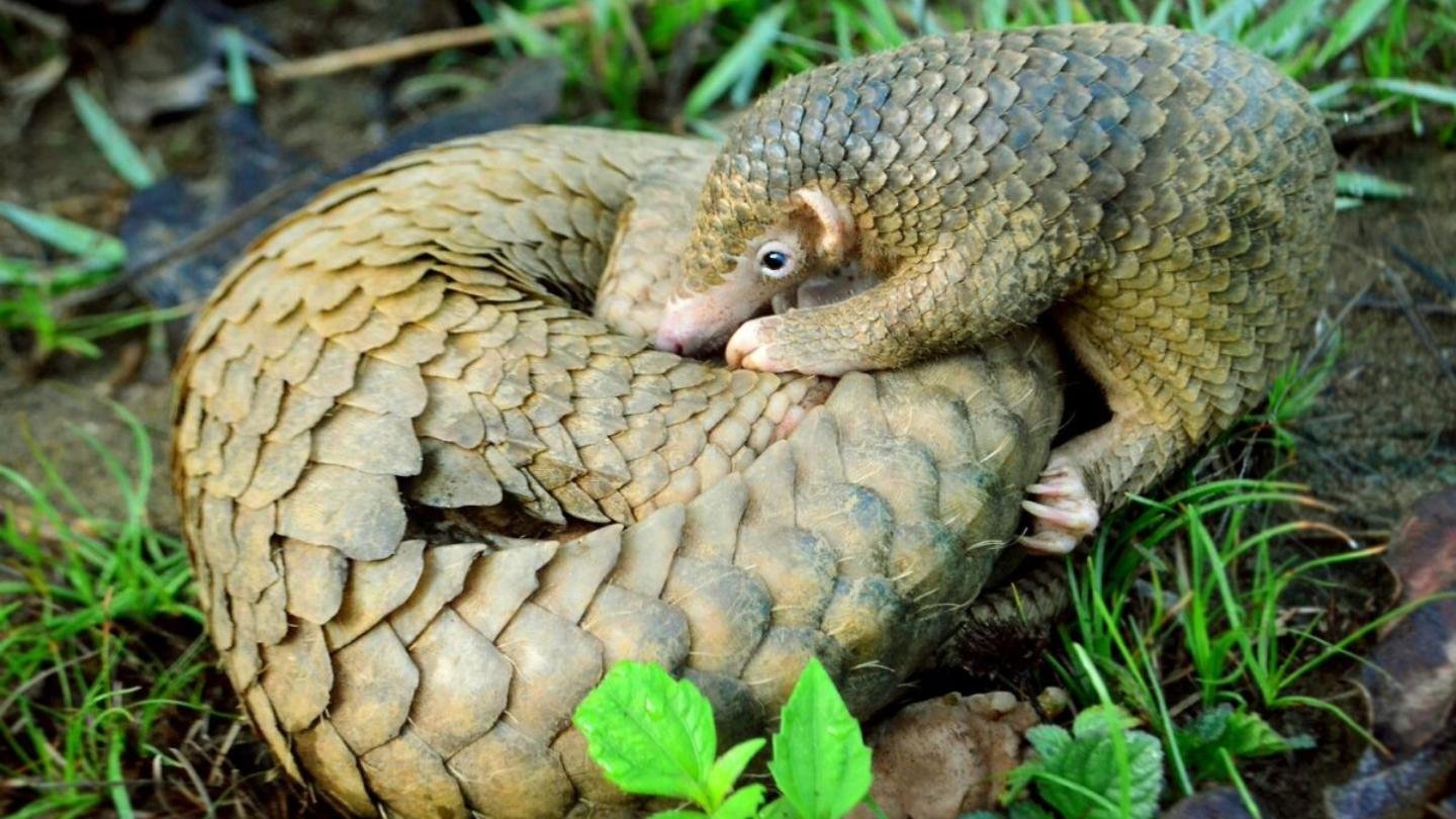 Changing the Story: Why Saving Pangolins Starts With Awareness