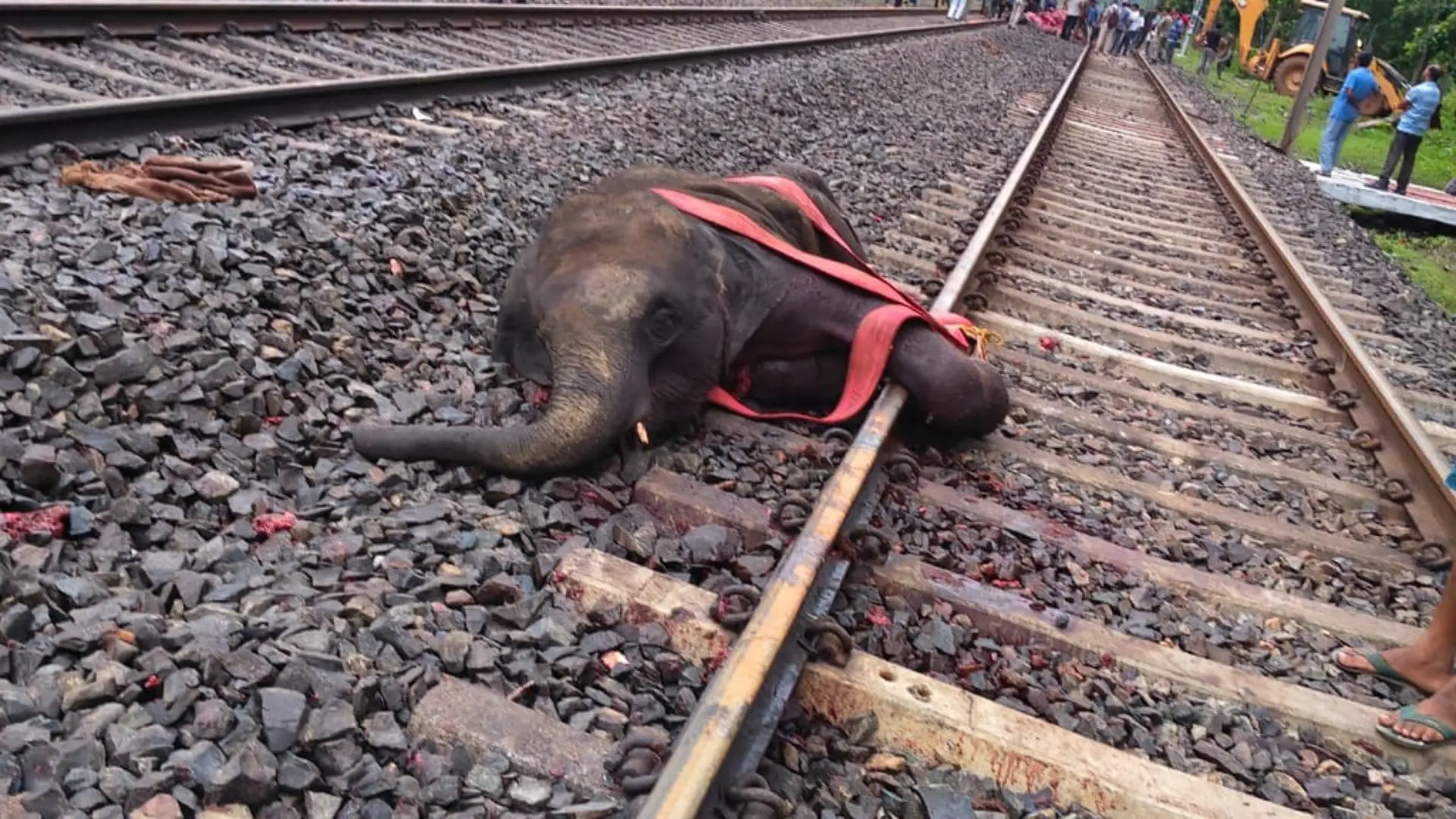 Centre Identifies 77 Railway Stretches to Curb Elephant Deaths After 186 Fatal Incidents