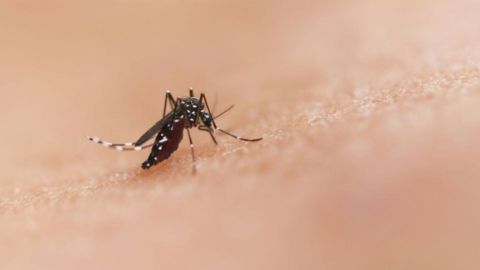 Ivermectin’s Malaria Transmission Blocking Potential: A New Study