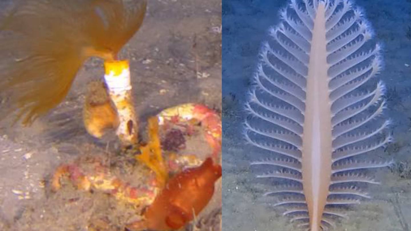 Hidden Reefs off Cyprus Found Under Threat from Human Activity