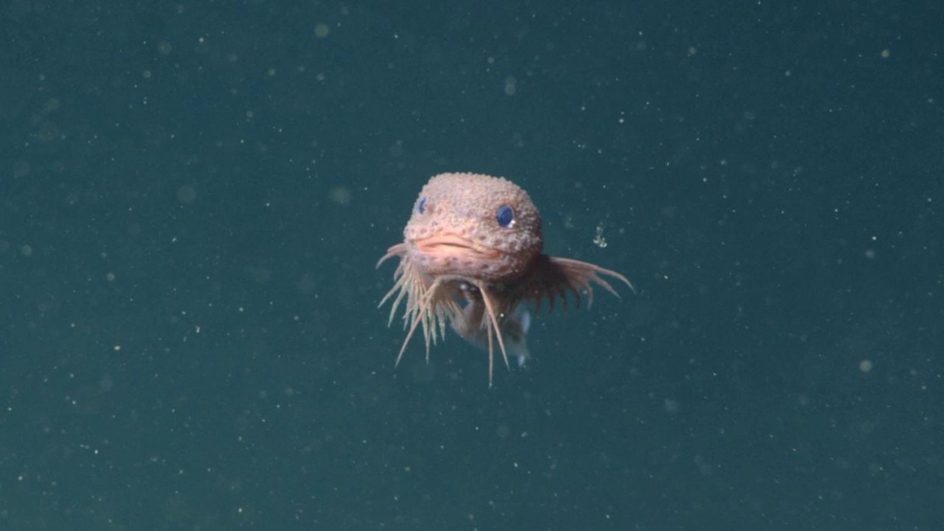 Three New Species of Snailfish Discovered in the Pacific Ocean’s Deepest Depths