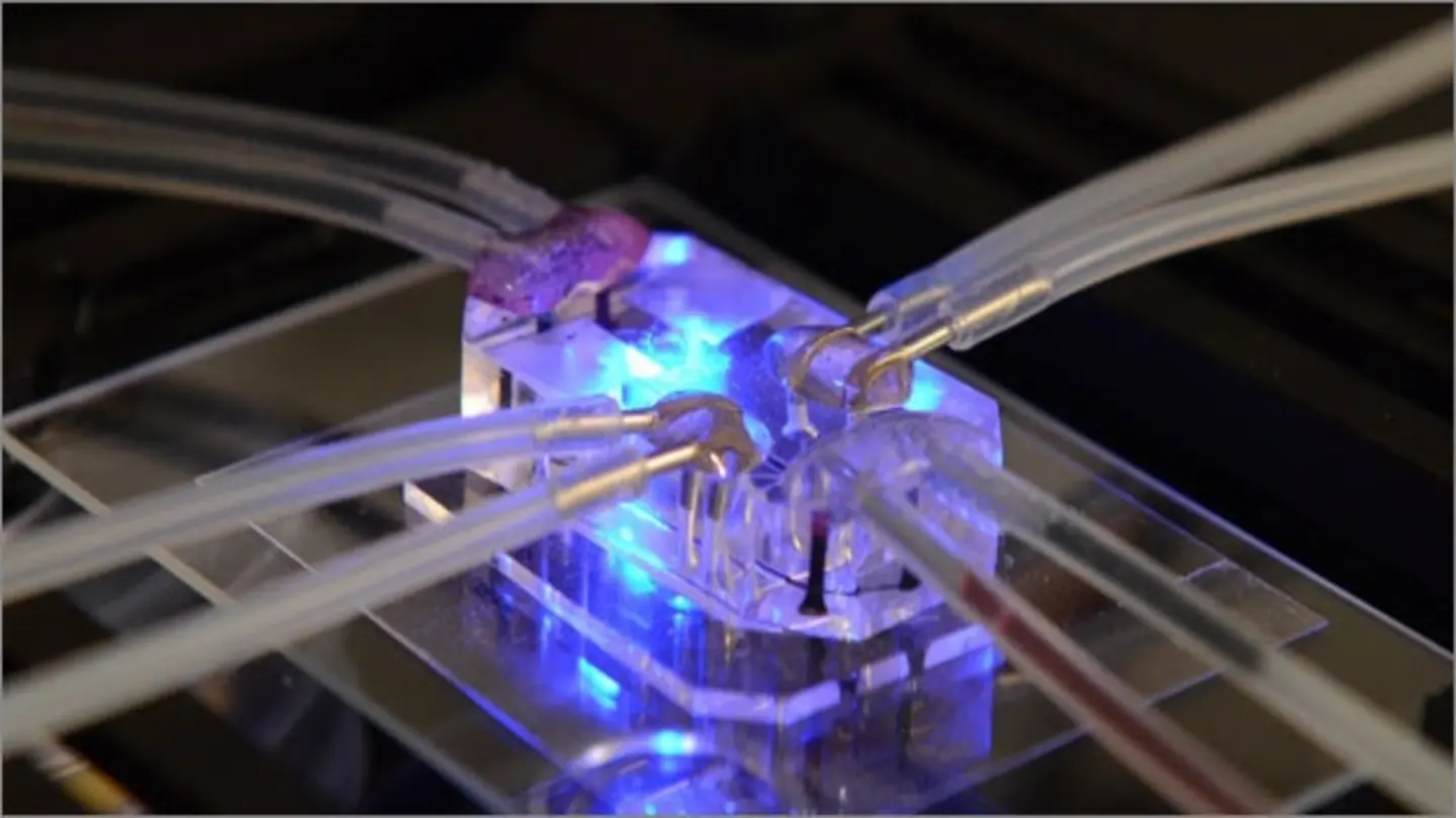 Harvard Wyss Institute Develops Organ Chip for Heavy Menstrual Bleeding