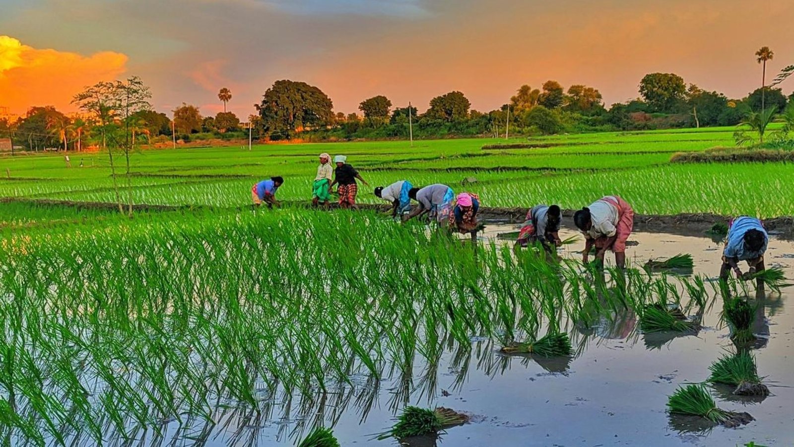 Arsenic in soil linked to microbes, impacting rice yield