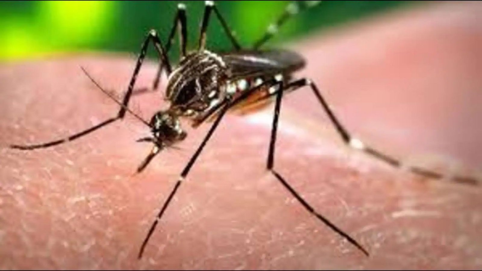 Dengue Larvae Found in Mohali Schools, Health Department Increases Checks