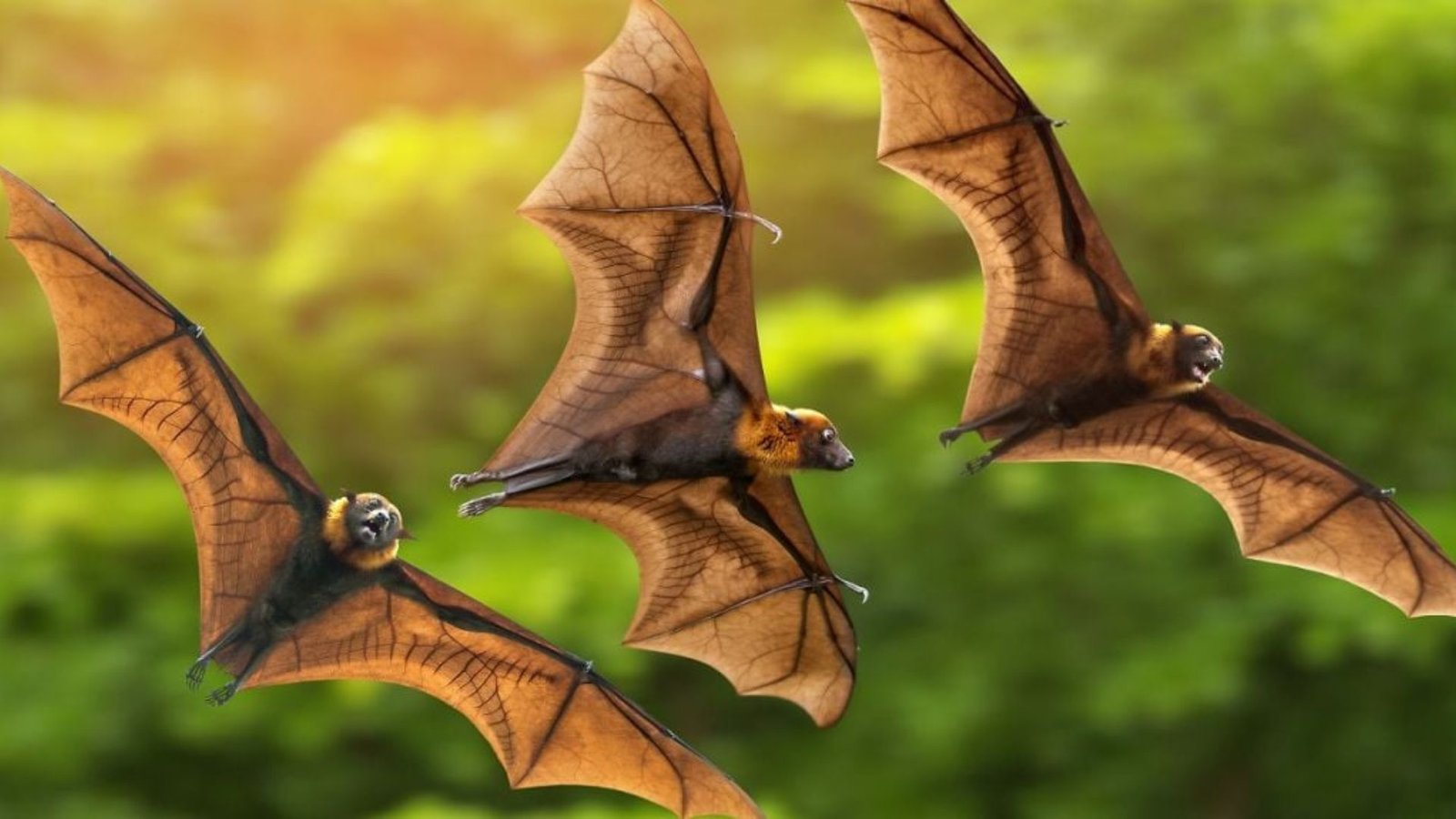 Bat Flight: Ancient Genes Key to Mammalian Aerial Mastery