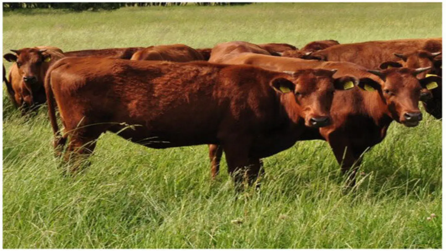 Dairy Tech: Rural Solutions Meet Consumer Demand with Nutraceutical Brand