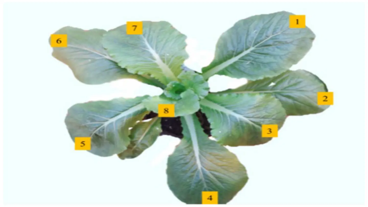 Dust Storms in Northern China Monitored by Satellites