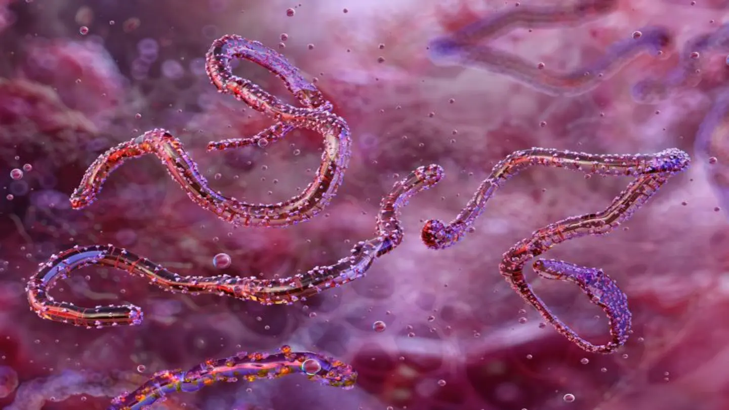 Marburg Virus Outbreak: Ethiopia Confirms Three Deaths, Sparking Health Concerns