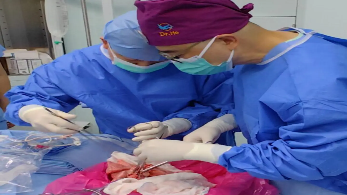 Gene-Edited Pig Liver Transplanted Into Human in Medical First