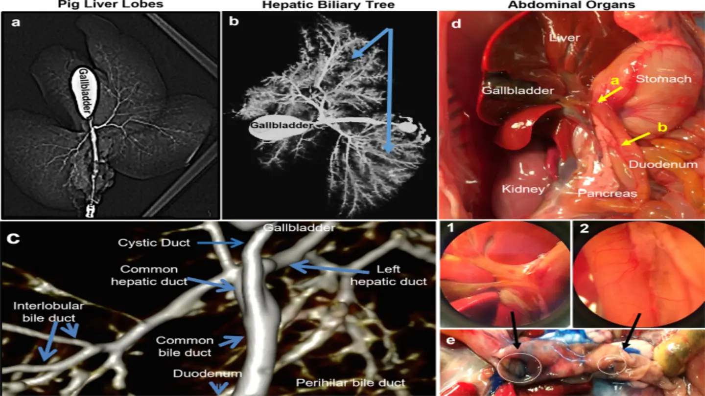 Porcine Pancreatic Organoids: A New Tool for Drug Screening