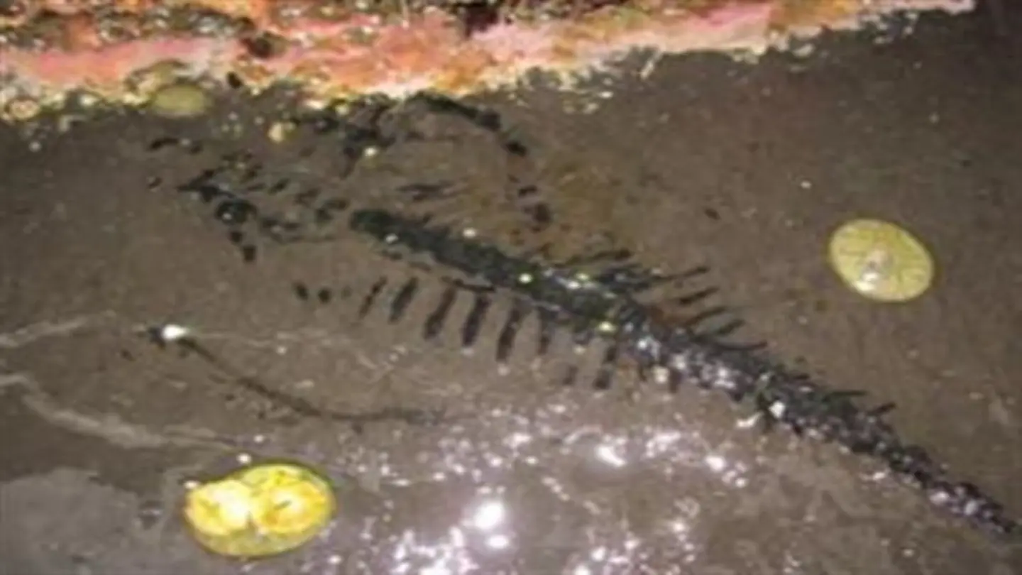 Sea monster discovery in Canada rewrites marine reptile history.