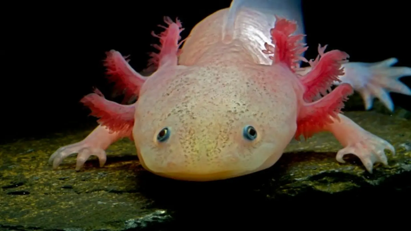 Axolotls & Flatworms: Whole-Body Regeneration Explained