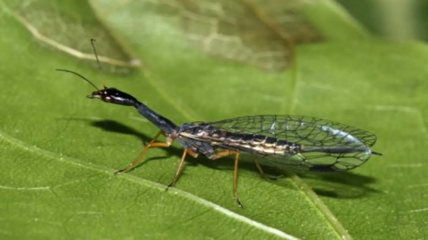 Scientists Debate Mosquito Origins Through Fossils and Genomes