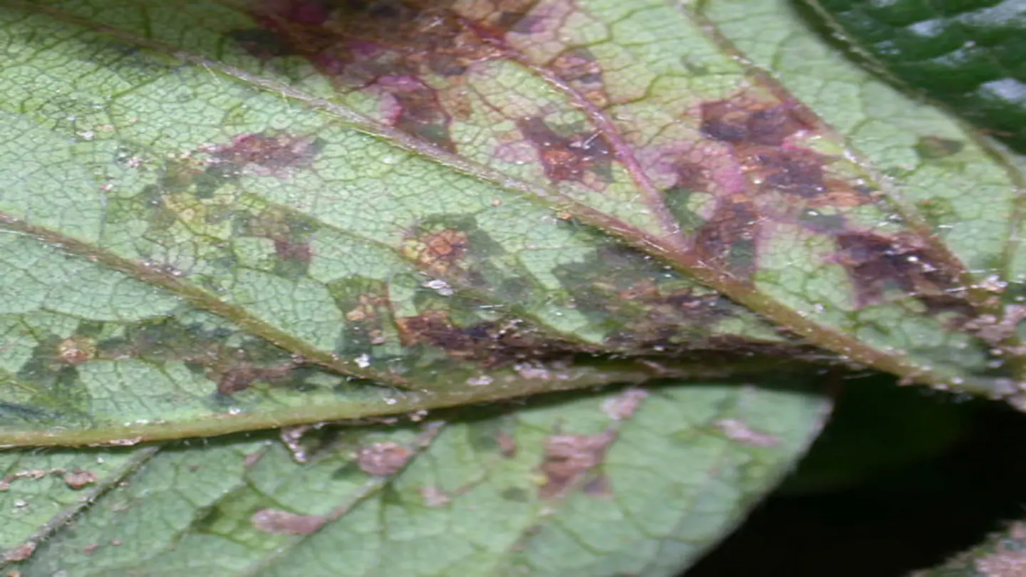Study reveals genetic complexity of strawberry disease resistance