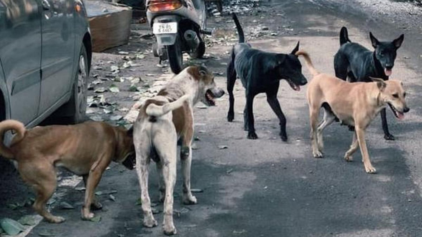 Hyderabad: Stray Dog Poisoning Crisis Escalates, 100 More Found Dead