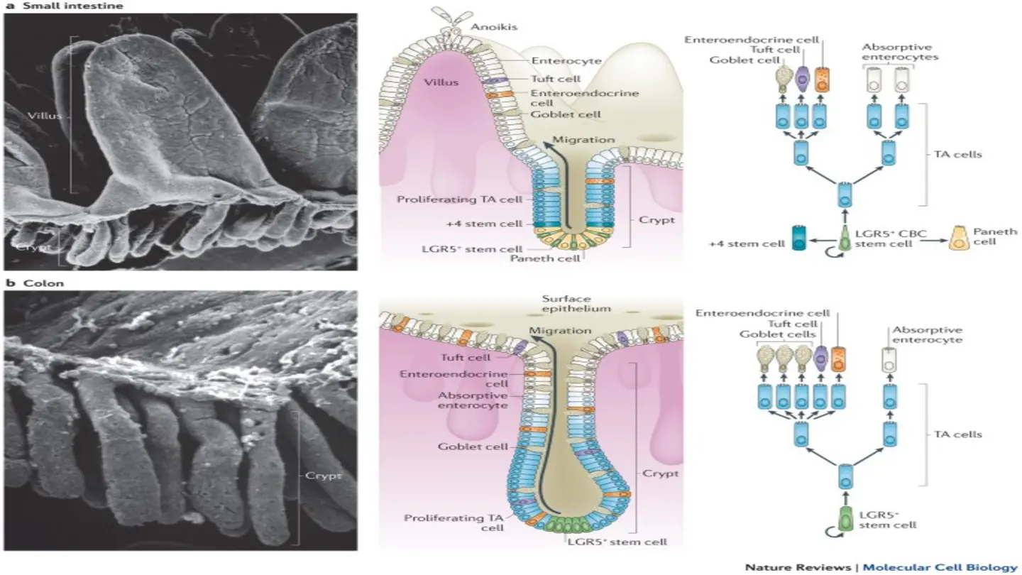 Aging Gut Healing: Scientists Discover Self-Repair Mechanism