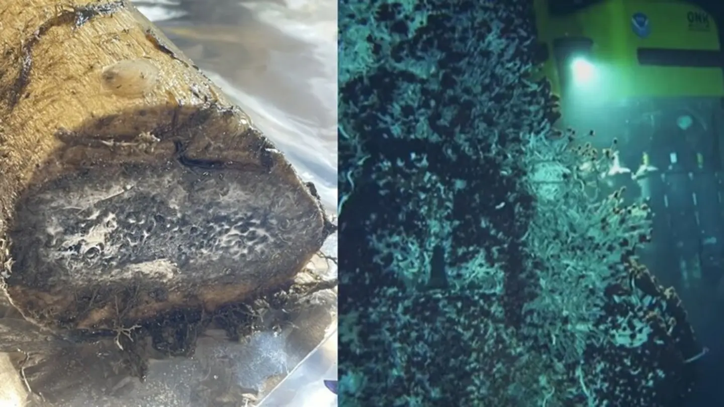 Zombie Worms Vanish from Deep Sea in Oxygen Mystery