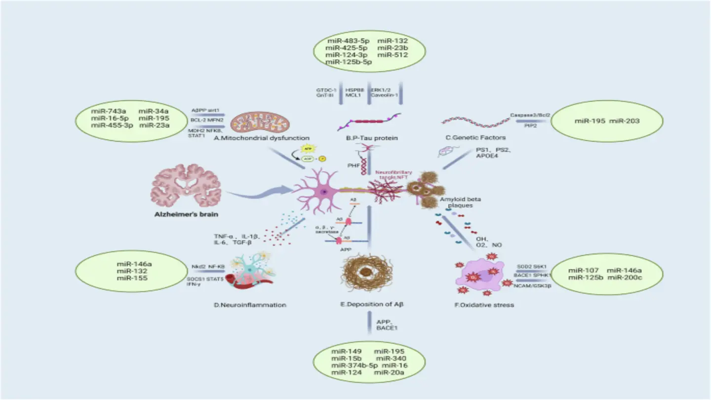 MicroRNA Discovery Offers New Hope for Stress Management