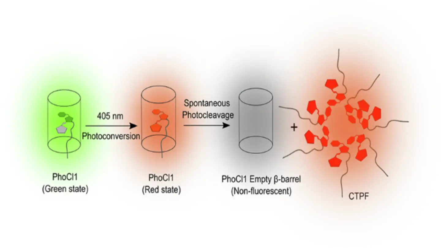 Protein-Based Material Could Revolutionize Electronics