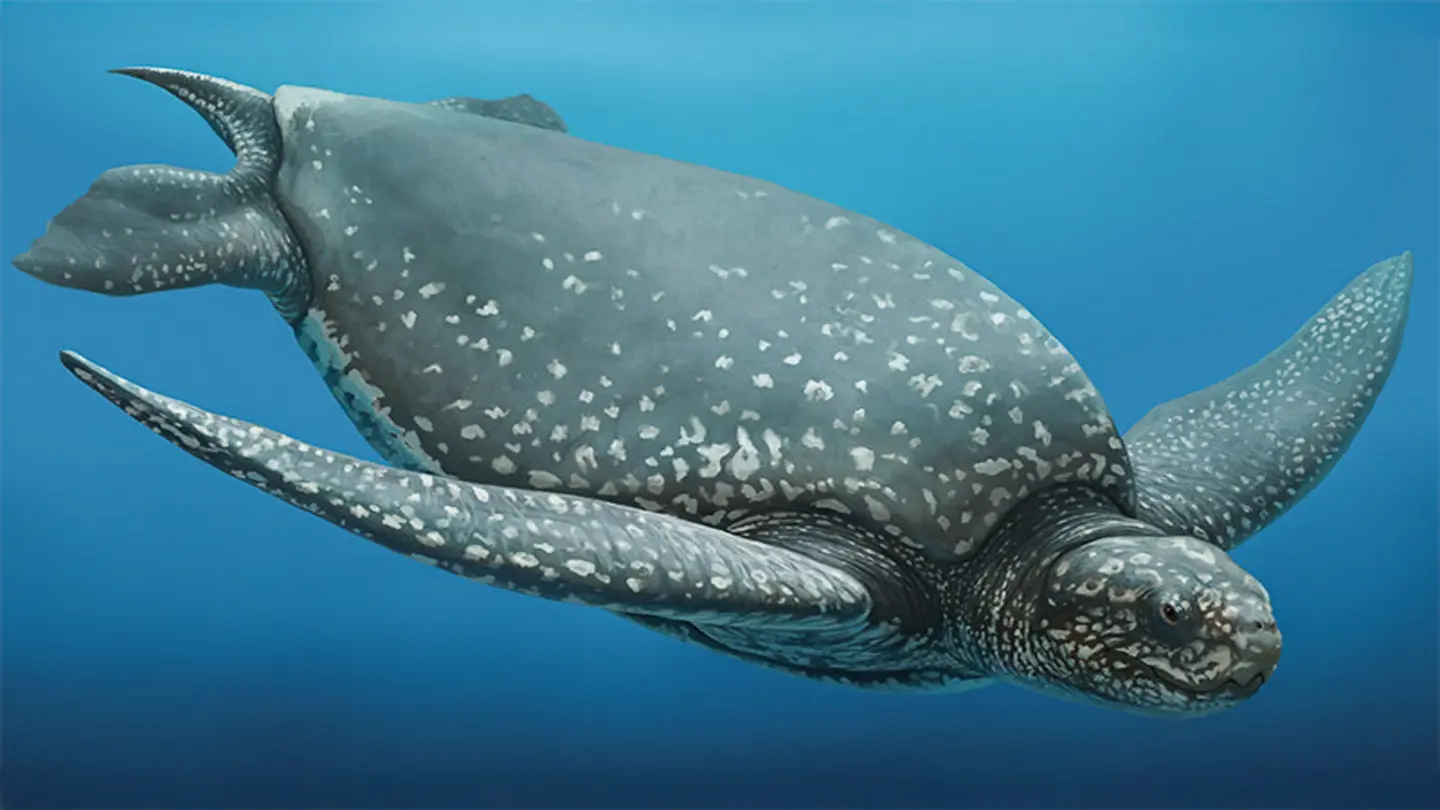 Ancient Shark Fossil Reveals 150 Million Year History