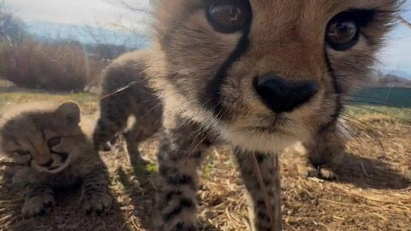 Namibian Cheetah Gives Birth to Five Cubs