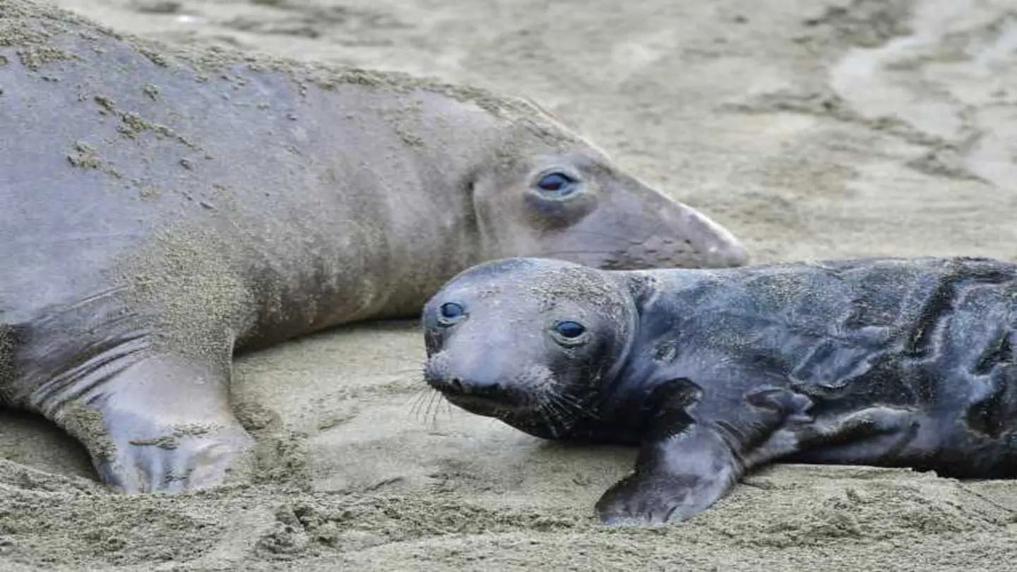 Bird Flu Devastates Elephant Seal Pups in California