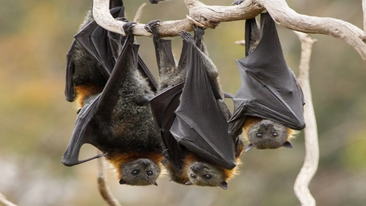 Australia Battles Nipah Virus: Research and Response Efforts