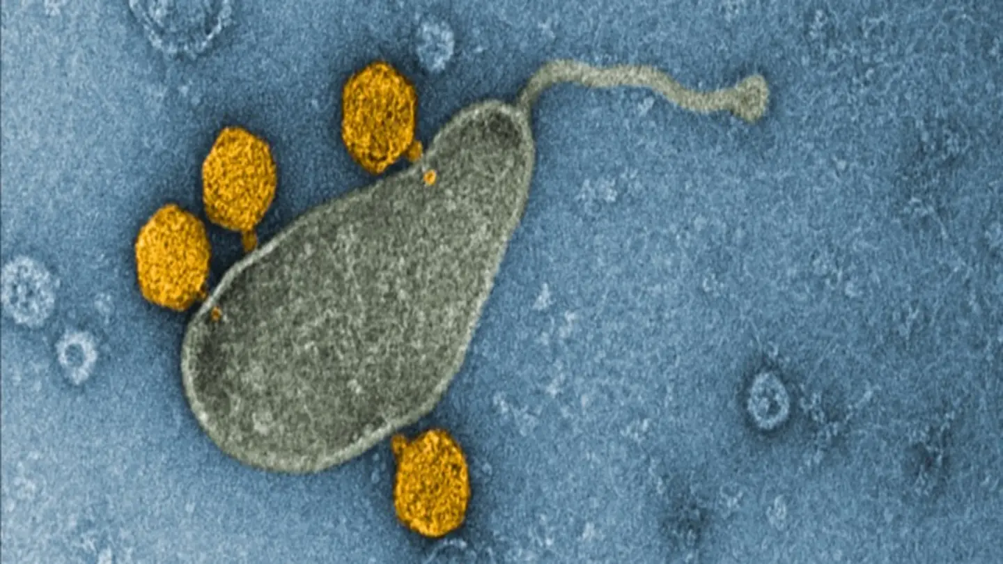 Ocean Bacteria Vulnerabilities Exposed by New Research