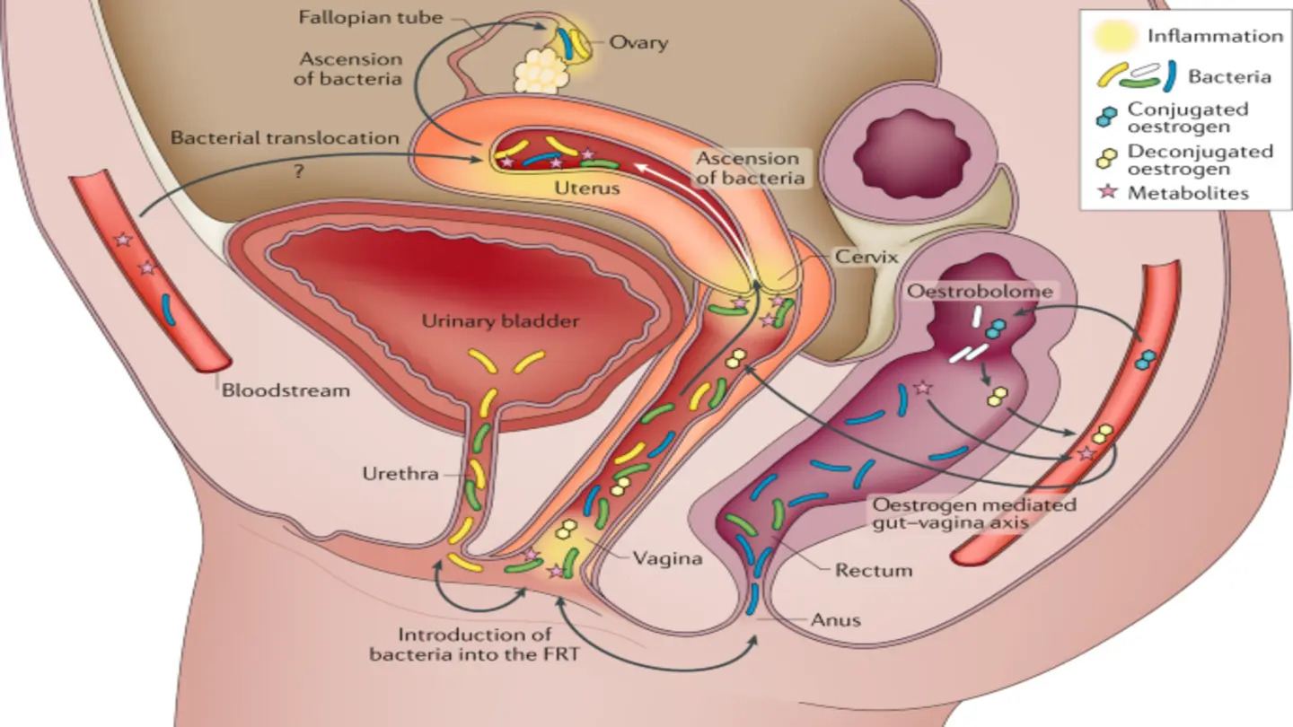 Researchers Map Vaginal Microbiome Diversity Across Continents